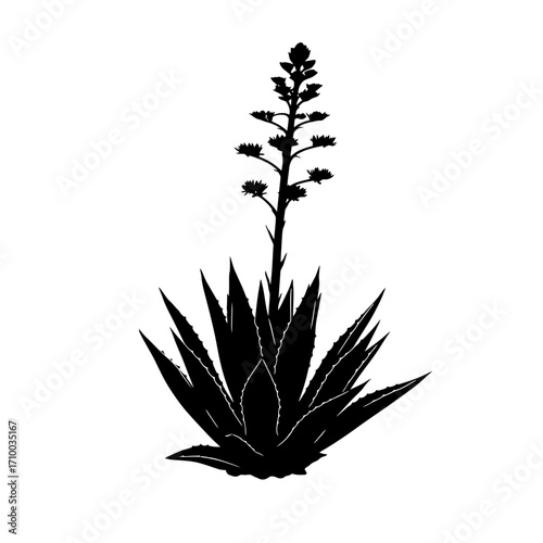 Silhouette of a blooming agave plant with a tall flower stalk against a white background