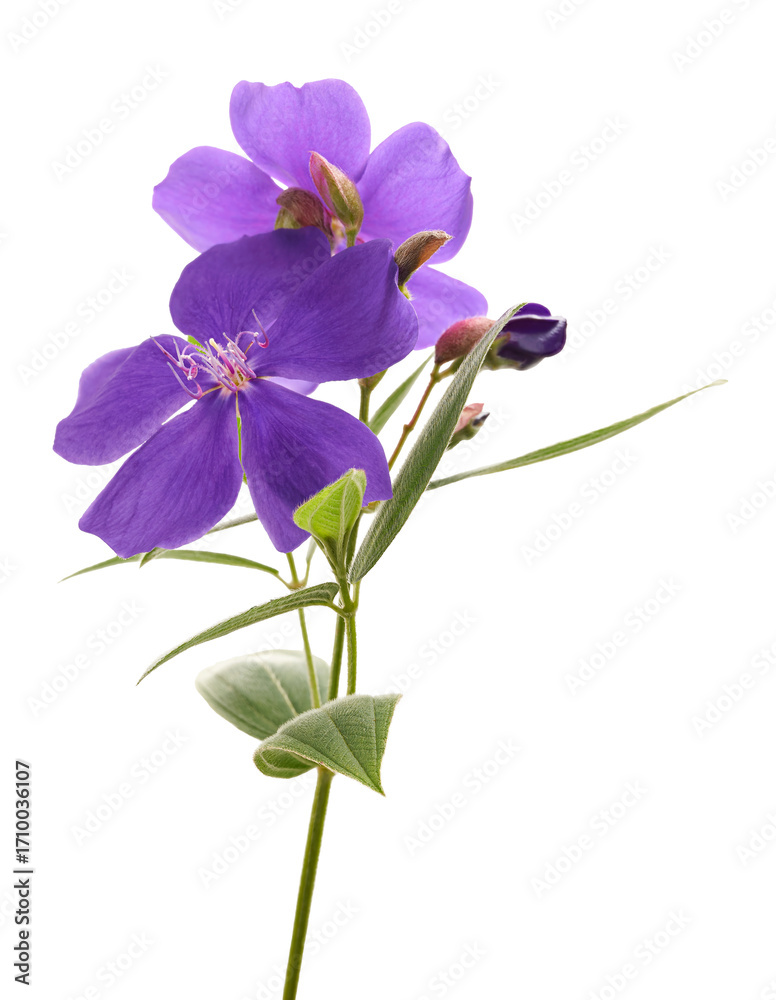Obraz premium Malabar melastome flowers with leaves, Tropical purple flower isolated on white background 