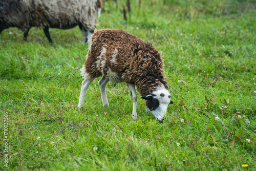  The sheep are grazing in the meadow