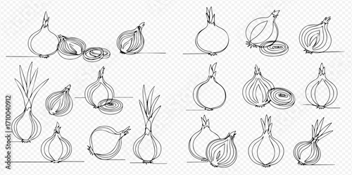 Stylized continuous line art illustrations showcasing different forms of onions, including whole, halved, and sprouting bulbs.