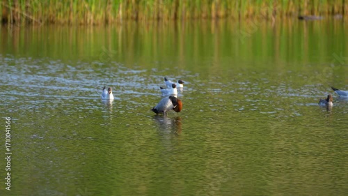 red headed pochard (Aythya ferina) on a pond