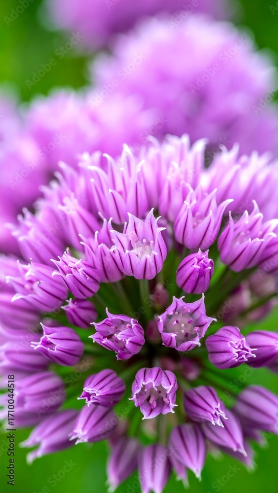 Obraz premium Close-up of vibrant purple flower cluster