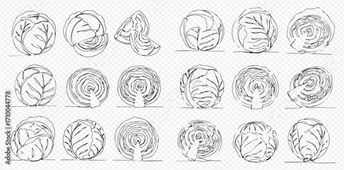Hand-drawn line art illustrations of various cabbages, including whole heads, cross-sections, and individual leaves, on a transparent background.
