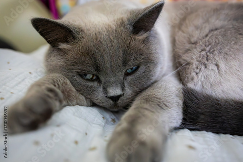 A serene close-up of a British Shorthair Point cat with captivating blue eyes, lounging peacefully on a soft white bed. The cat's elegant gray and cream fur contrasts beautifully with the cozy bedding
