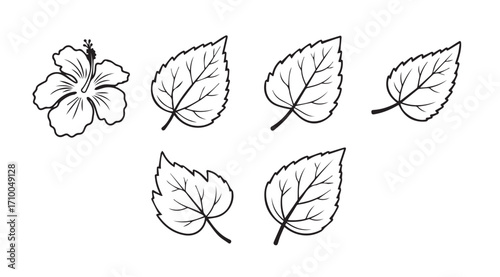 Delicate outline of a hibiscus flower and five detailed leaves silhouette