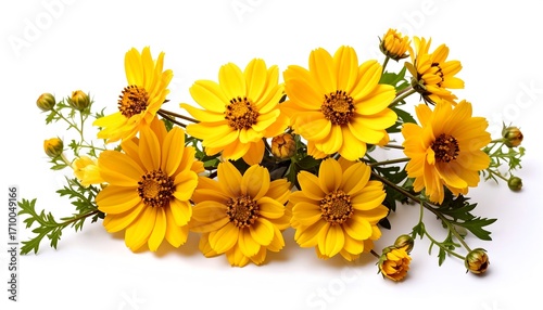Bright yellow flowers on white