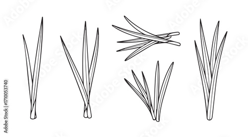 Collection of hand drawn botanical illustrations of grass stems and leaves silhouette