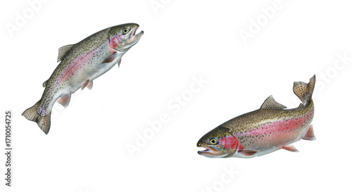 Two hyperrealistic Rainbow Trout, one silvery-grey leaping from clear water with droplets, one reddish-pink swimming, on transparent background, crisp studio lighting. Dynamic aquatic life concept