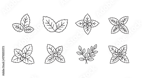Collection of hand drawn botanical line art illustrations of mint leaves silhouette