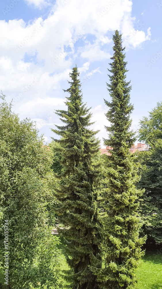 Fototapeta premium Tall evergreen trees reaching towards a bright sky with fluffy clouds and lush greenery below in Graz, Austria