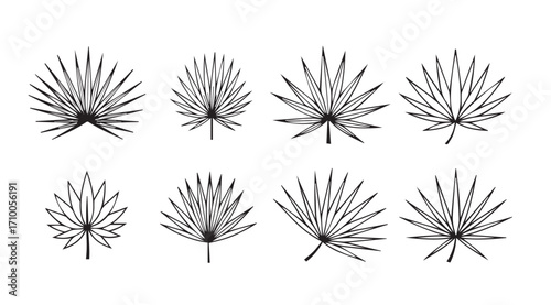 Collection of delicate palm leaf silhouettes in a stylized botanical illustration