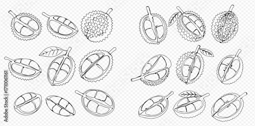 Line art illustration showing various durian fruit sections and whole fruit with spiky outer shell.
