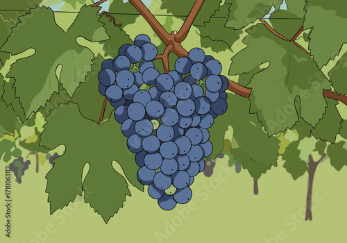 A vibrant bunch of 'Harvest the Glory' grapes hangs heavy on a vine.  Detailed illustration showcases rich colors and textures, ideal for food, wine, or agricultural themes.