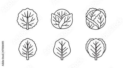 Six outline illustrations of spinach leaves and cabbage heads silhouette