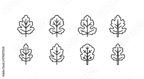 Collection of oak leaf silhouettes with detailed vein patterns