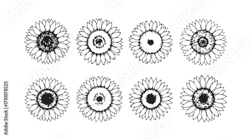 Collection of eight detailed black and white sunflower head sketches silhouette