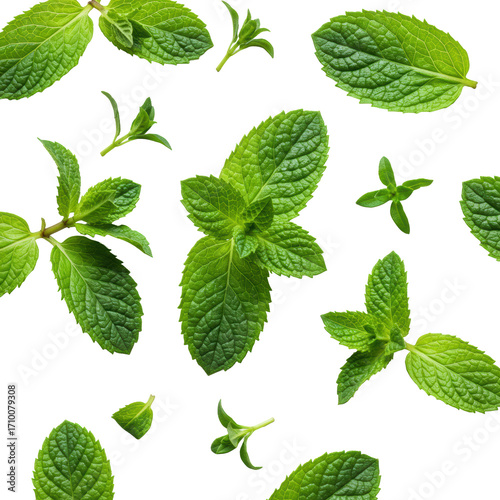 Bright green, dewy fresh mint leaves and sprigs with visible natural veins, scattered on a pristine transparent background with soft shadows, concept of natural culinary freshness and health