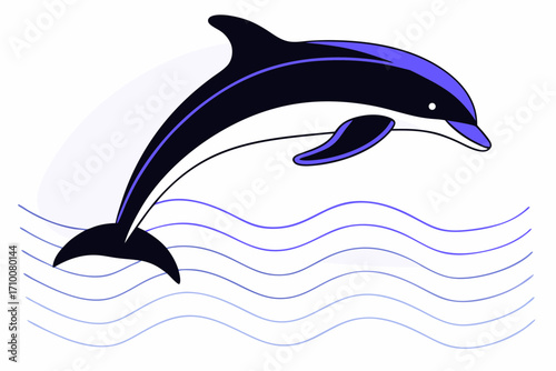 dolphin in the water
