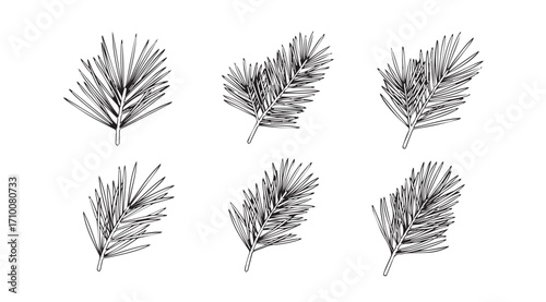 Collection of six hand drawn pine branch silhouettes for winter holidays