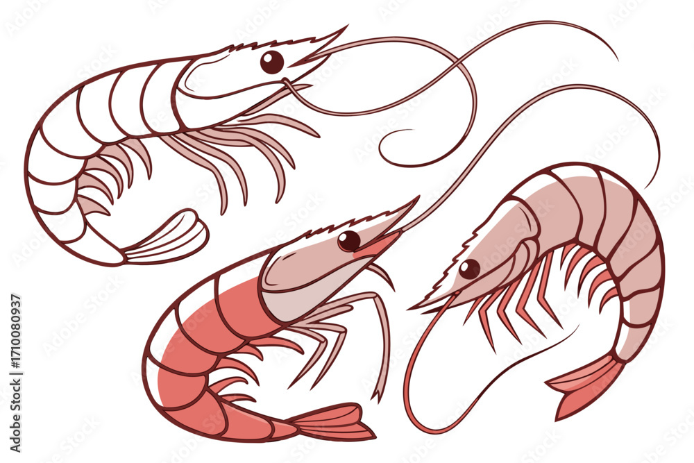Fototapeta premium vector illustration of a shrimp