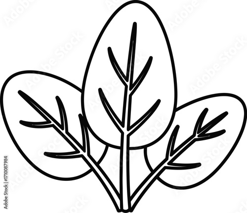 Outline spinach vector illustration healthy food ingredient