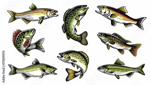Collection of seven different freshwater fish species illustration