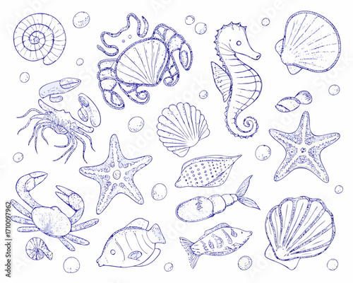 Hand drawn collection of marine life and shells