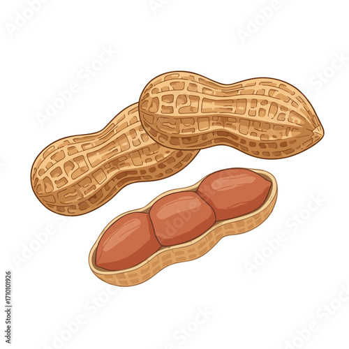 peanut on white background