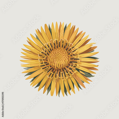 Elecampane Flower Vector Illustration