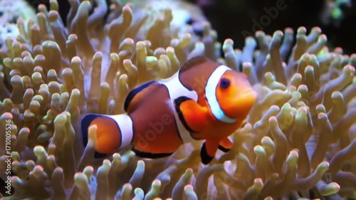 Clownfish in Anemone: A Symbiotic Relationship