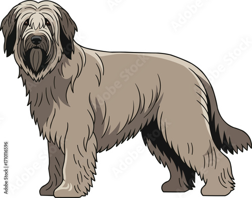 Briard dog standing, side profile view cute vector illustration