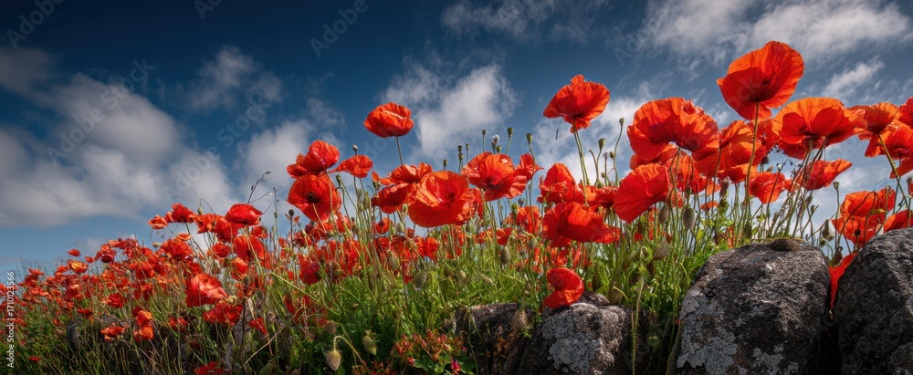 Obraz premium Vibrant red poppies in bloom against a blue sky in a tranquil countryside