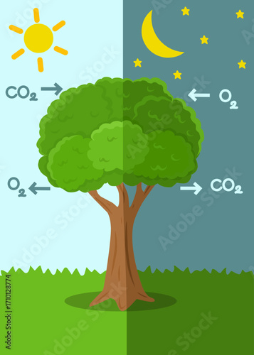 Educational illustration of tree photosynthesis and respiration showing oxygen release during the day and carbon dioxide at night. Science learning graphic for kids.