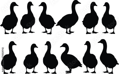 Silhouette illustration of ducks and geese in standing position, black vector birds, farm animals, isolated, perfect for rural design elements.