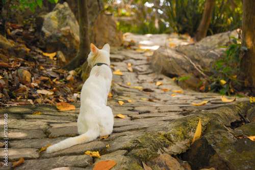 The Cat Who Walks Alone