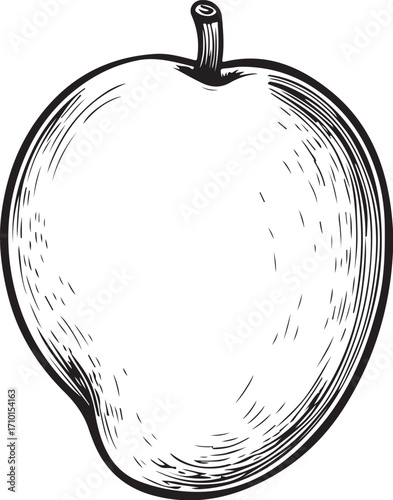 Mango Tropical Fruit Exotic Vector Illustration, Sketch Drawing Line Linear Symbol Icon Engraving Coloring Book, Hand-drawn Doodle Black and White Isolated