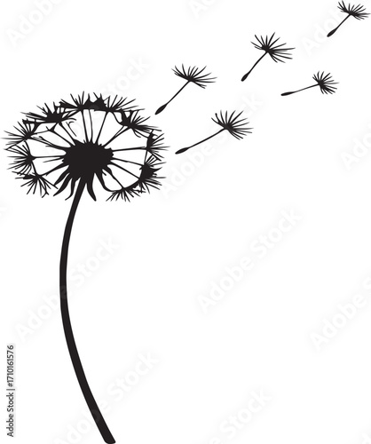 dandelion on white background