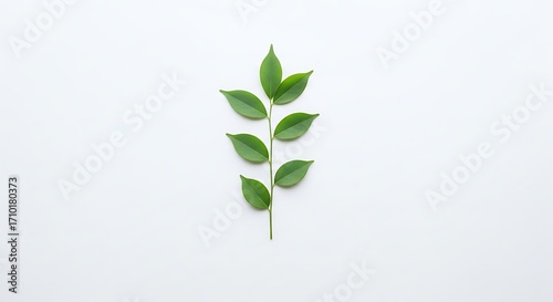 Fresh Green Leaves on a Stem Against a White Background.