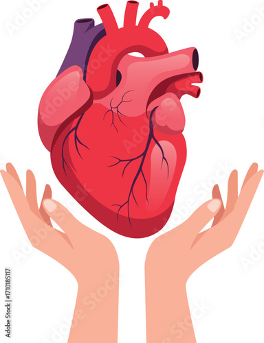 Two hands gently holding and presenting a stylized anatomical heart, showcasing its valves, veins and arteries.