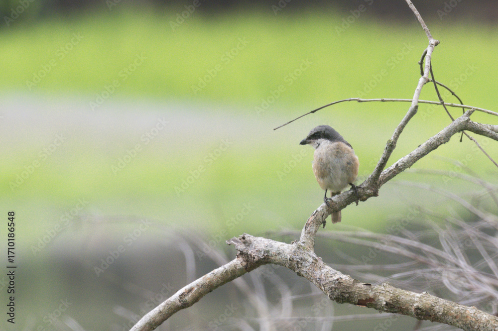 Fototapeta premium Long-tailed Shrike Perched on Tree Branch in Natural Habitat