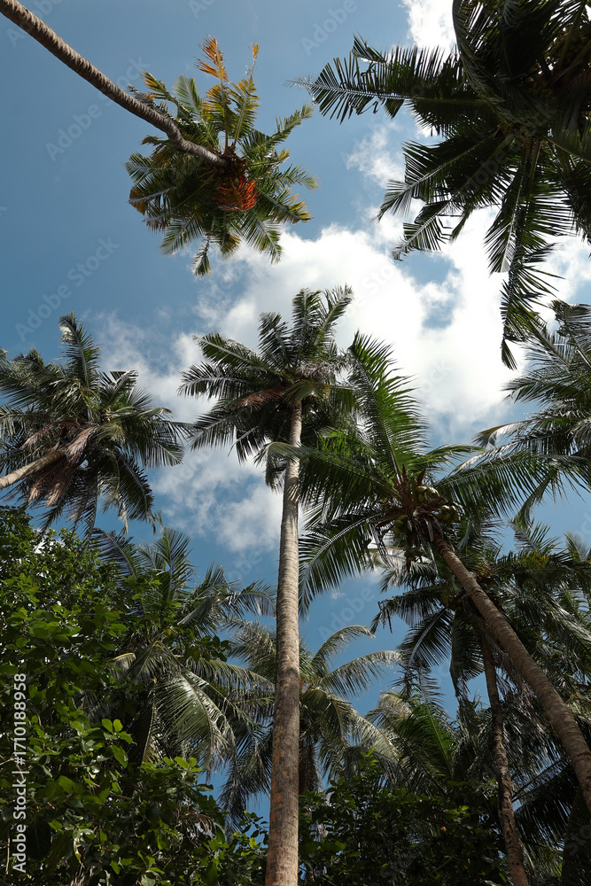 Obraz premium Sky Through the Palms