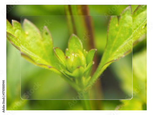 fresh green leaves. nature, plant, leaf, flower, spring, garden, leaves, summer, grass, flora, macro, flowers, white, tree, bud, beauty, blossom, water, fresh, closeup, green, botany, branch, growth,