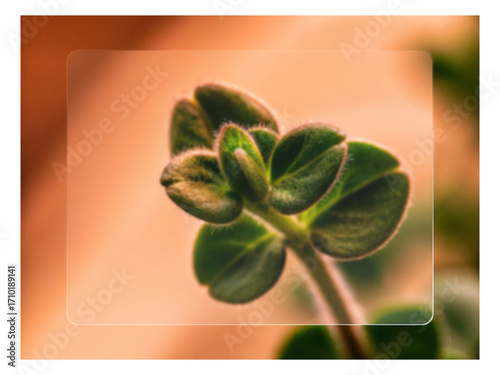 four leaf clover. leaf, green, isolated, plant, herb, fresh, mint, white, leaves, nature, basil, food, healthy, flower, natural, organic, spice, herbal, ingredient, freshness, health, medicine, aromat