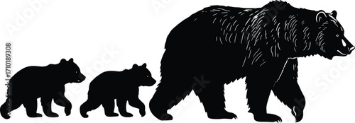 Vector illustration of black bear with two cubs walking side by side, detailed silhouette on white background for design
