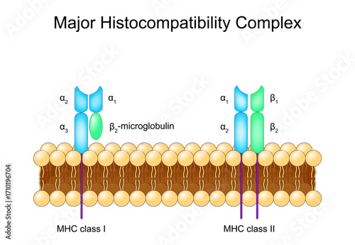 MHC class I, and MHC class II molecules in Cell lipid bilayer membrane