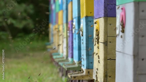 Bees return to their beehives after collecting nectar. Bees actively flying and landing on the landing bees pad of colorful hives, symbolizing hard work and the natural cycle of honey production