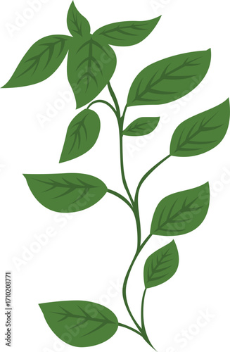 Stylized Fresh Basil Leaf Illustration