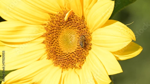 A bee collects nectar and pollen on a sunflower. A bee climbs on a young sunflower covered in dew at dawn, collecting nectar and flower pollen