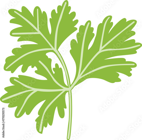 Cilantro Coriander Leaf