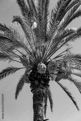 Date fruits sagging from the top od a palm tree